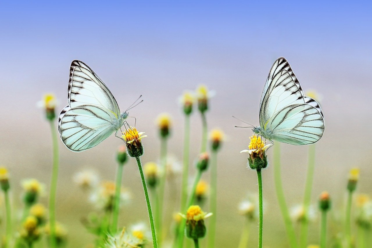butterflies perched on flowers facing eachother